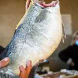Qui tra cozze, polpi, cicale, merluzzi e spigole gigantesche, si percepisce ancora il popolare spirito del mercato